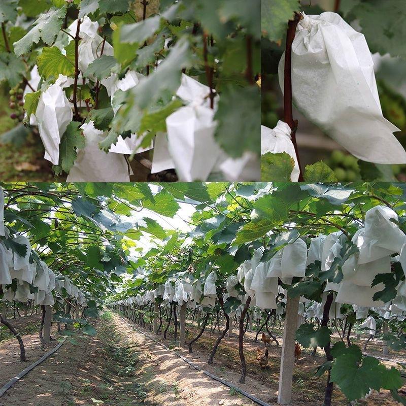 50 stuks tuinfruitbeschermings - Grow Bags recensie en prijs